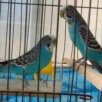 جفت مرغ عشق کارداده عالی