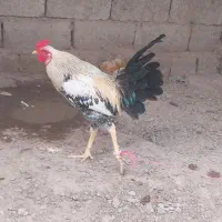 سه تا خروس دورگه