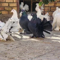 کفتر دم چتری،پاپر، کاکلی