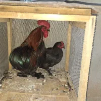 مرغ و خروس کوشین