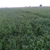 اجاره زمین کشاورزی|اجارهٔ دفتر صنعتی، کشاورزی، تجاری|شوشتر, |دیوار