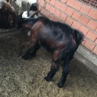 بز ماده و بزقاله نر