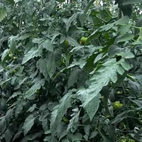 اجاره گلخانه|اجارهٔ دفتر صنعتی، کشاورزی، تجاری|بم, |دیوار