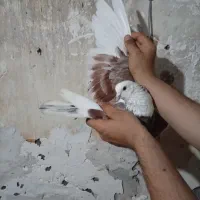 کفتر تهرانی