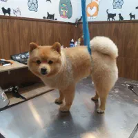 آرایشگر حیوانات