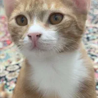 سه تا گربه بانمک