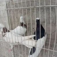 کبوتر