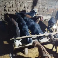 8راس کهره نر