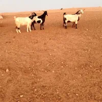 بزنژدی|حیوانات مزرعه|نهاوند, |دیوار