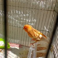 قناری آگات سرخ.طلایی خوشکل|پرنده|فسا, |دیوار