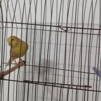 قناری فائو|پرنده|بجنورد, |دیوار