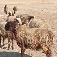 گوسفند داشتی