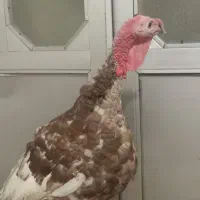 بوقلمون سرحال جوان نر وماده