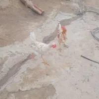 دوتاخروس.کوردی