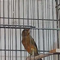 قناری نر فروش|پرنده|الوند, |دیوار