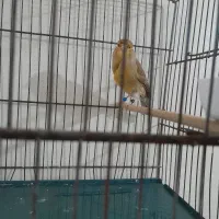 قناری ماده|پرنده|هشتگرد, فاز ۲ مهستان|دیوار