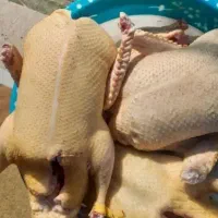 غاز|حیوانات مزرعه|رشت, فلسطین|دیوار