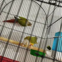 طوطی