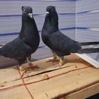 کبوتر|پرنده|نیشابور, شهرک اندیشه|دیوار