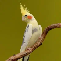 یک عدد عروس هلندی گمشده