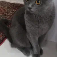 گربه ی نر اسکاتیش اصیل