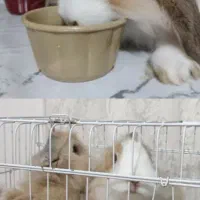 خرگوش لوپ و مینی لوپ