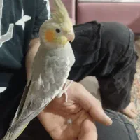 عروس هلندی سرحال