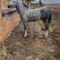 اسب نریان|اسب و تجهیزات اسب‌سواری|ارومیه, |دیوار