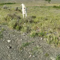 شیر گوسفند ی