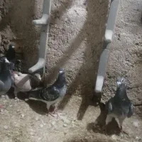 6 تا جونه