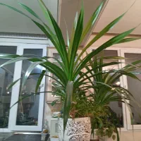 گل پاندانوس