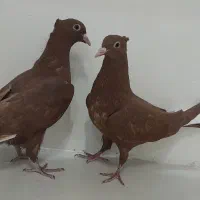 سرخ دم سفید