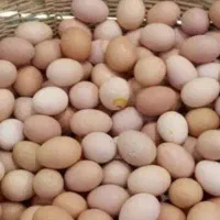 تخم مرغ محلی ارگانیک