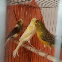 قناری ماده آماده صددرصد( تن نخورده) سهره وقناری