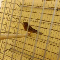 قناری ماد|پرنده|صدرا-فارس, فاز ۱|دیوار