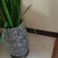 گل سانسوریا|گل و گیاه طبیعی|اصفهان, گرکان|دیوار