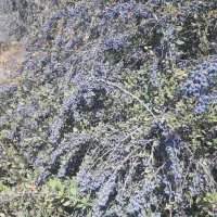 آب زرشک کوهی|خوردنی و آشامیدنی|منجیل, |دیوار