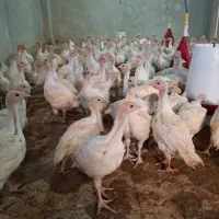 جوجه بوقلمون برنز و بوربون و بیوتی 2ماهه|حیوانات مزرعه|شیراز, دروازه قران|دیوار