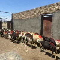 قوچ میش گوسفند