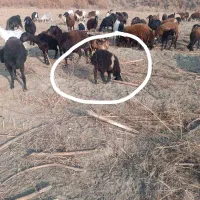 بره گوسفند سرحال ماده۴عدد