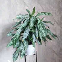 گل‌های طبیعی وسالم پرورش‌یافته باعشق توی خونه‌مون|گل و گیاه طبیعی|دلند, |دیوار