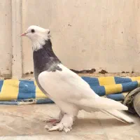 کبوتر یا کفتر|پرنده|شیراز, گلستان|دیوار