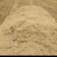 کاه گندم ریزودرجه ۱