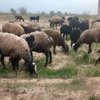 گوسفند میش شال بره دار