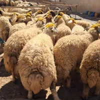 میش۰گوسفند ۰ درجه یک آنتیک|حیوانات مزرعه|زاگرس, |دیوار