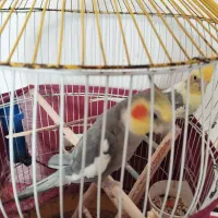 دو عدد عروس هلندی