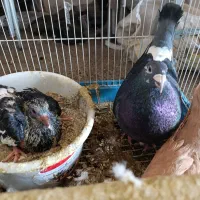 کفتر|پرنده|پاکدشت, حصار امیر|دیوار