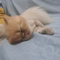 پرشین سوپر فلت نر