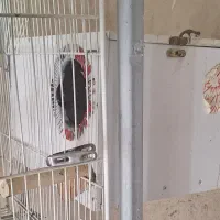 اغول پرنده قابل شستوشوو دانه خور میکانیزه|لوازم جانبی حیوانات|مشهد, فدک|دیوار