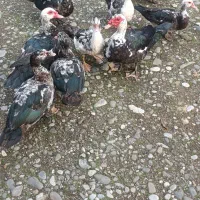 ۲۰ عدد اردک اسراییلی  سالم وسرحال بفروش میرسد